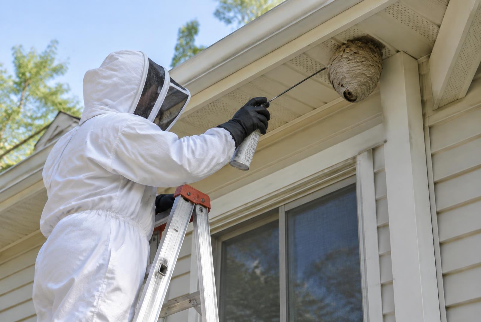 Wasp nest removal under eaves Technician in protective gear treating a wasp nest under the eaves of a house