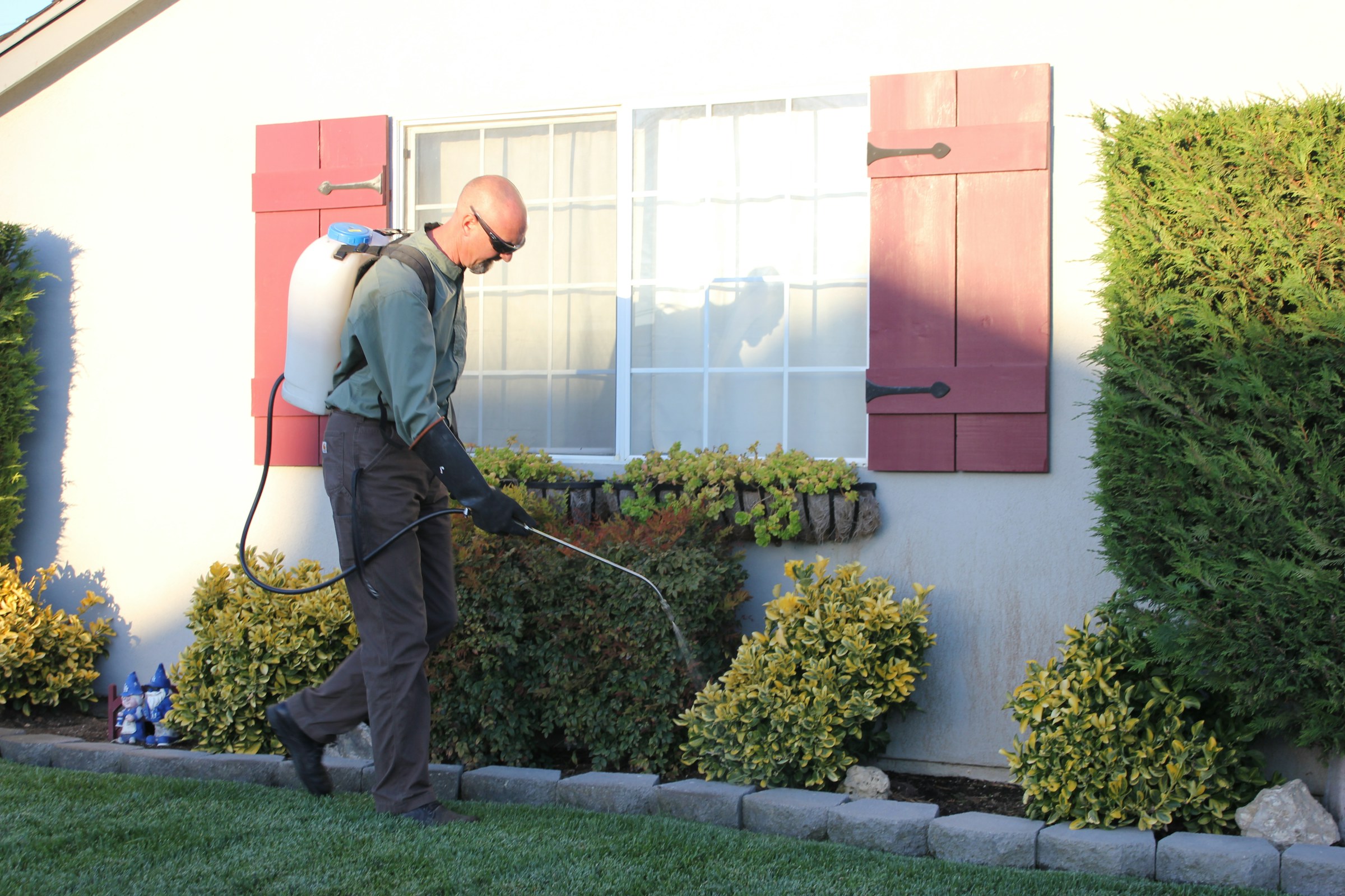 Residential perimeter pest control treatment Pest control technician spraying a perimeter treatment along the foundation and shrubs of a residential home